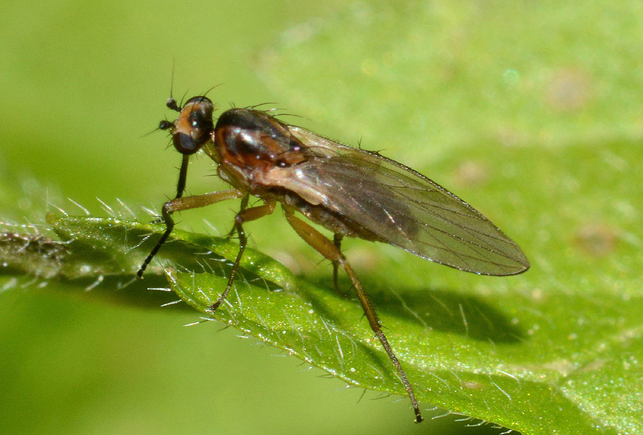 Lonchopteridae:  Lonchoptera sp.